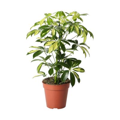 Schefflera T 13°