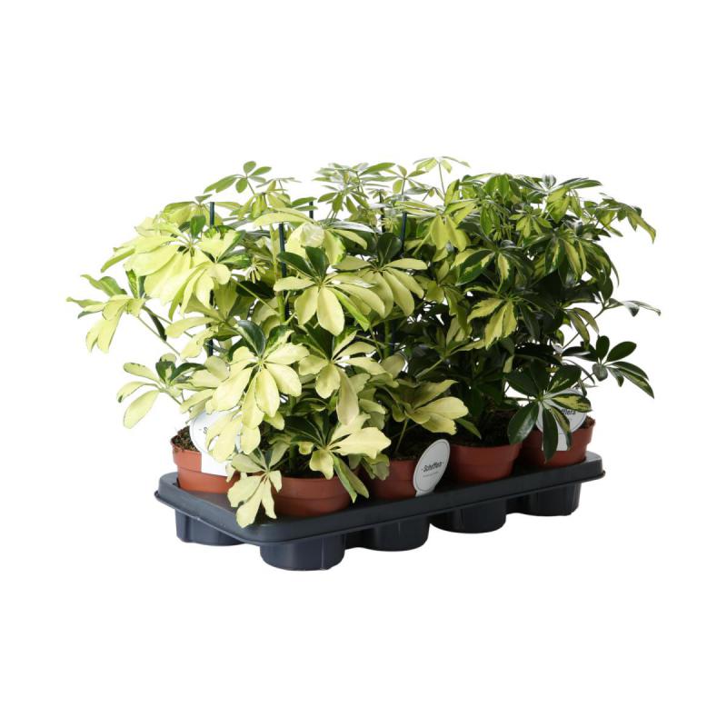 Schefflera T 13°