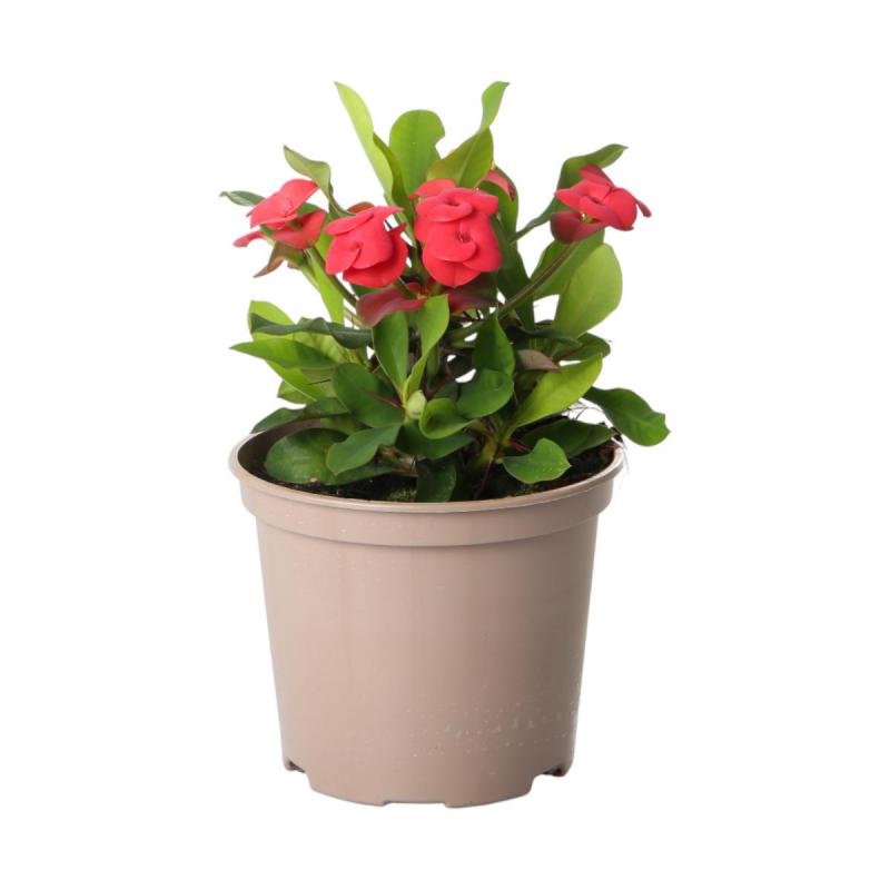 Euphorbia milii T 12