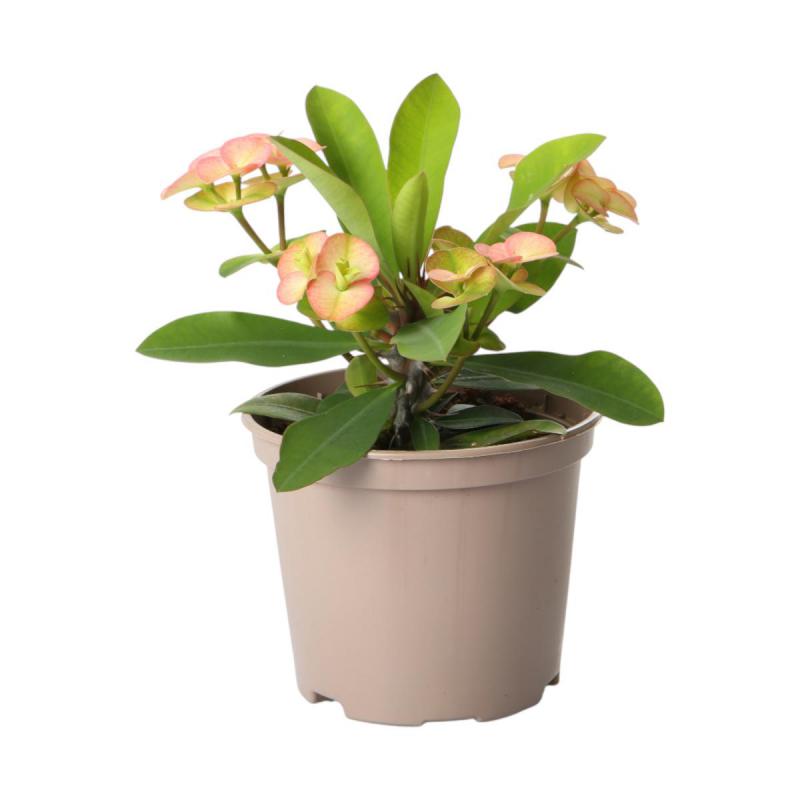 Euphorbia milii T 12