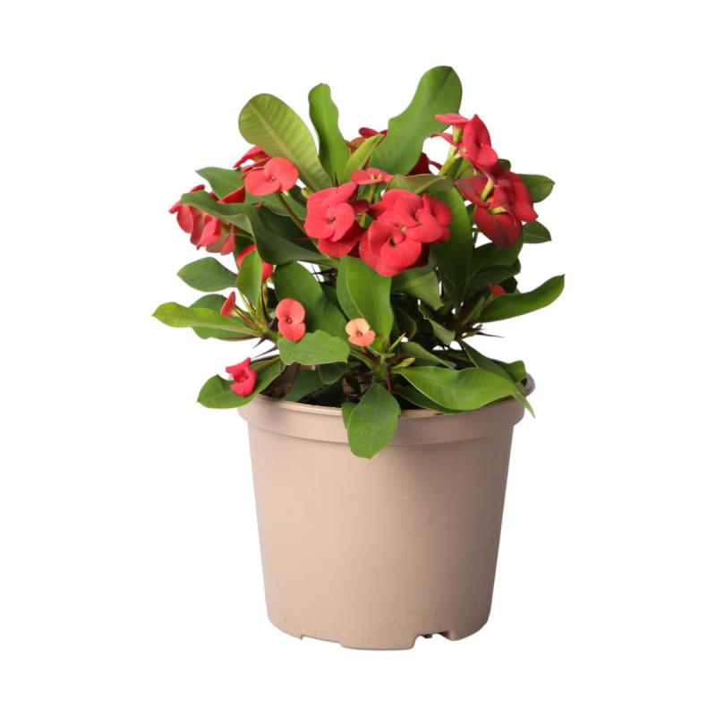 Euphorbia milii T 12
