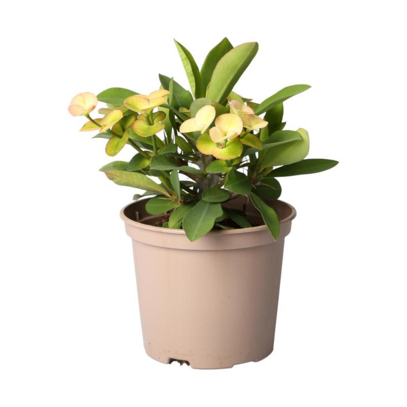 Euphorbia milii T 12