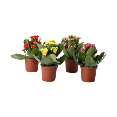 Kalanchoe Calandiva T 7