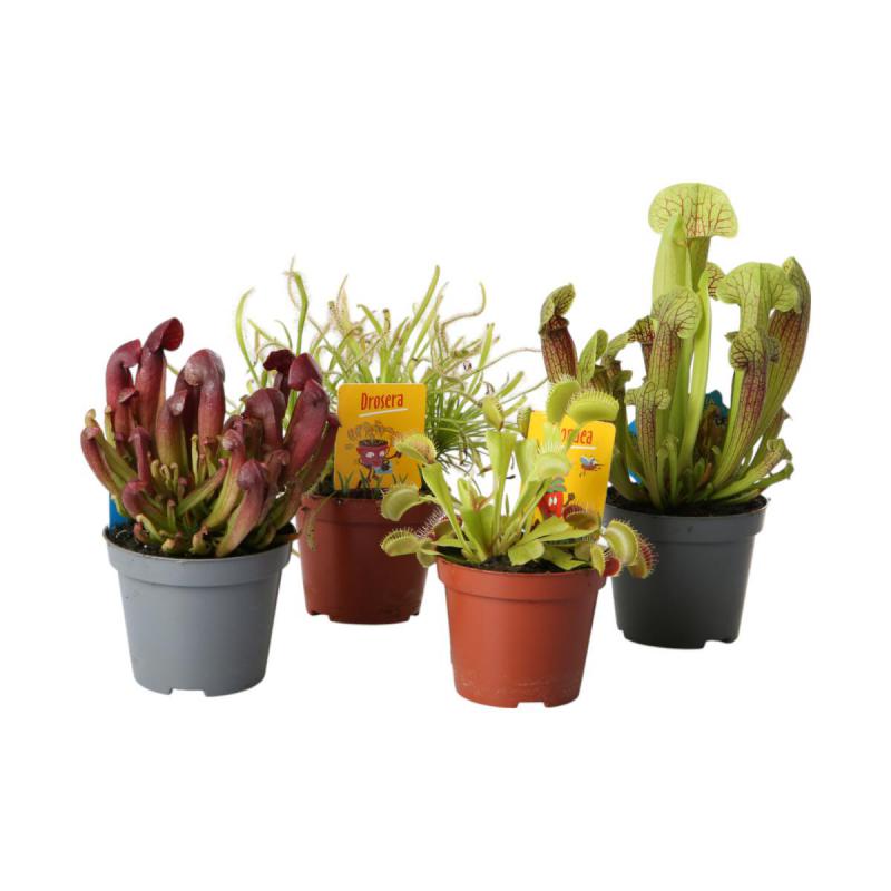 Fleischfressende Pflanzen T 9