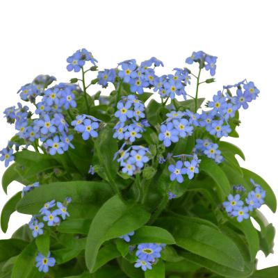Myosotis T 12