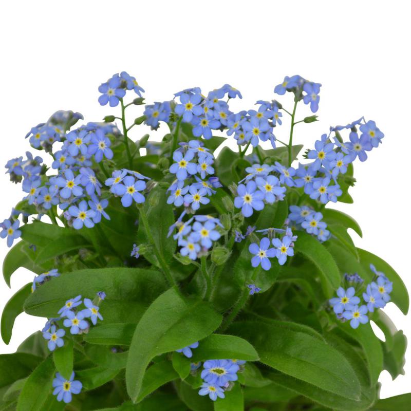 Myosotis T 12