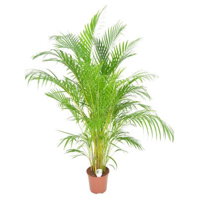 Dypsis lutescens T 27