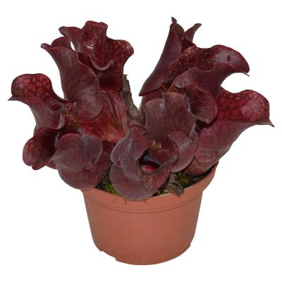 Sarracenia T 12