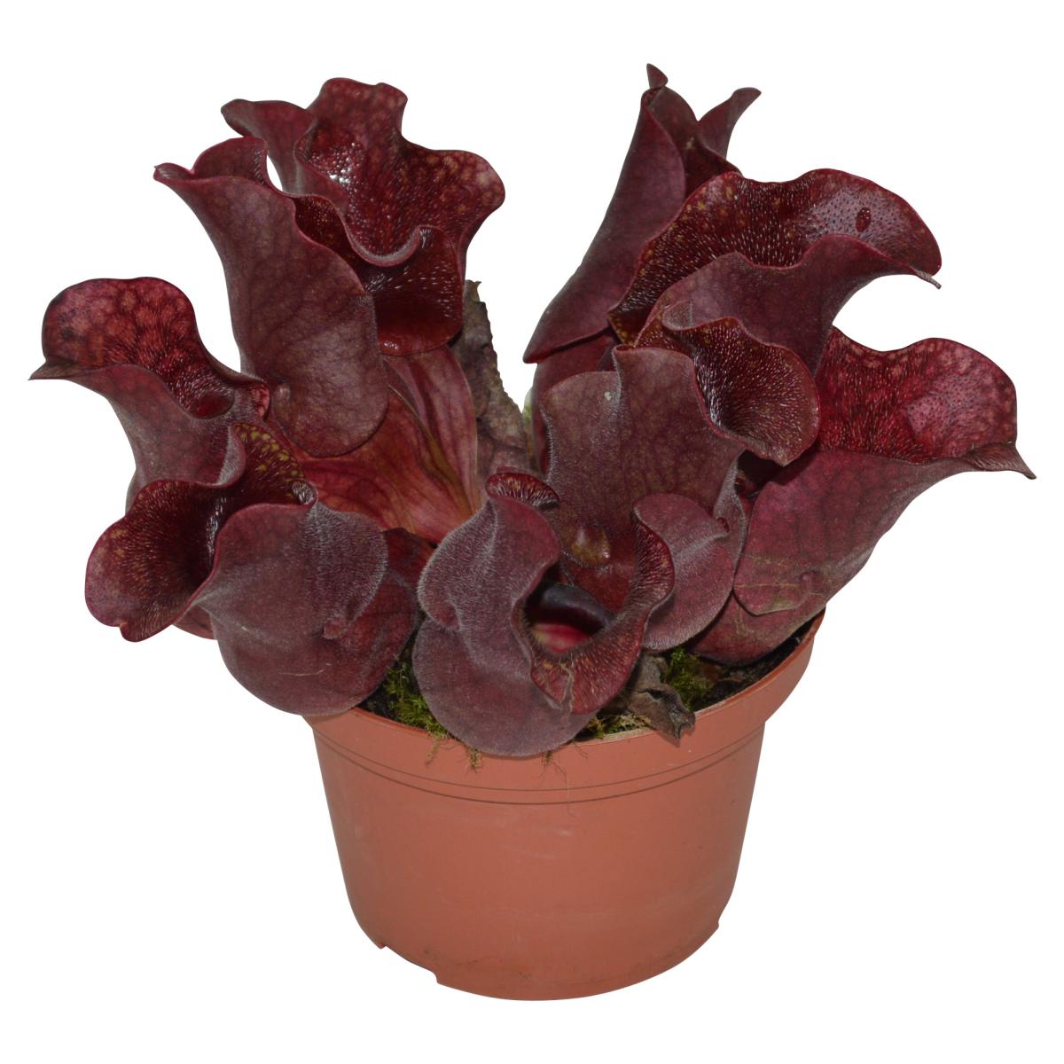 Sarracenia T 12