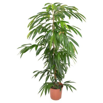 Ficus binn. "Amstel King" T 24