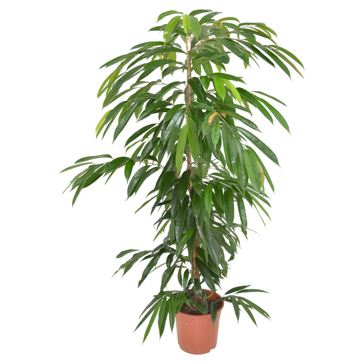 Ficus binn. "Amstel King" T 24