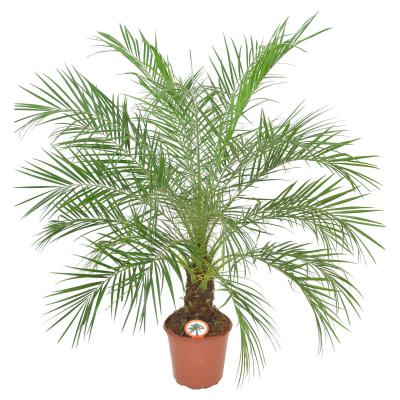 Phoenix roebelenii T24