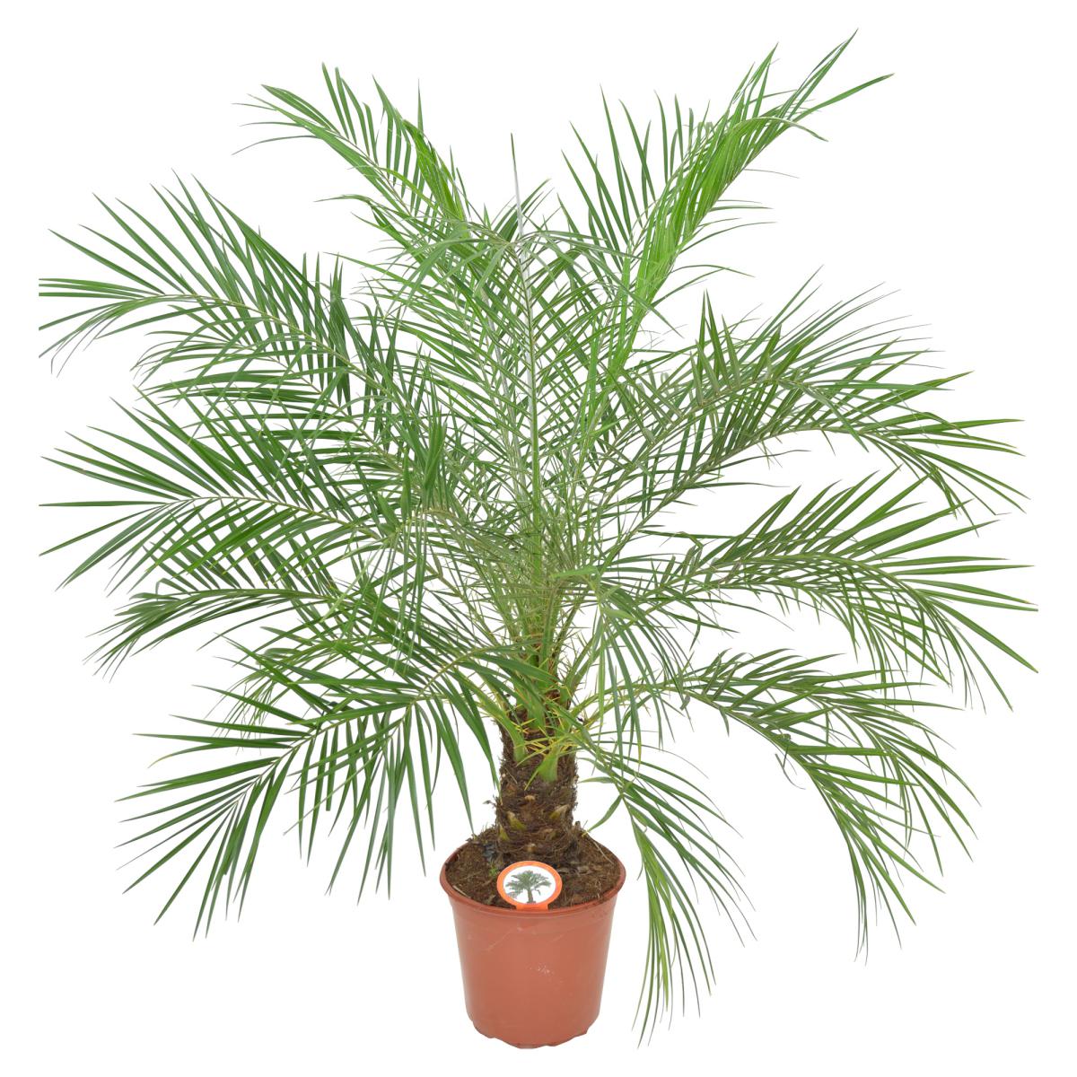 Phoenix roebelenii T24