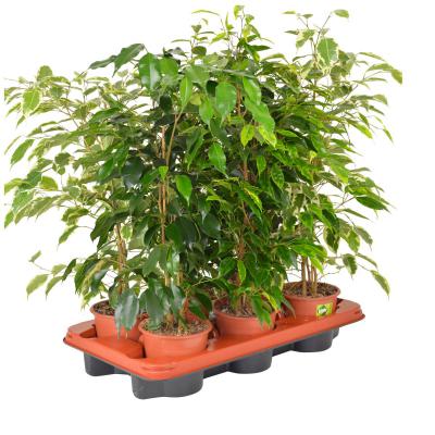 Ficus benj. T 14°