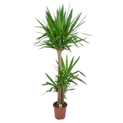 Yucca T 30