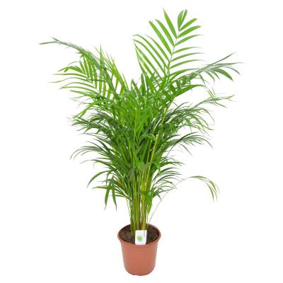 Dypsis lutescens T 21