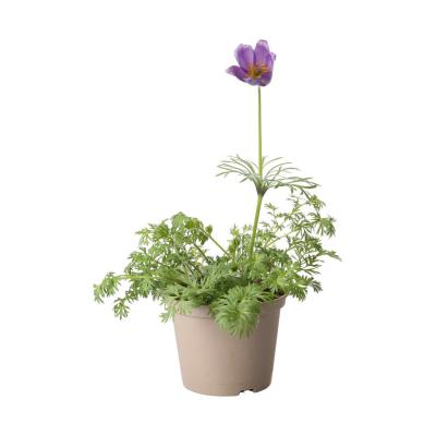 Pulsatilla T 13