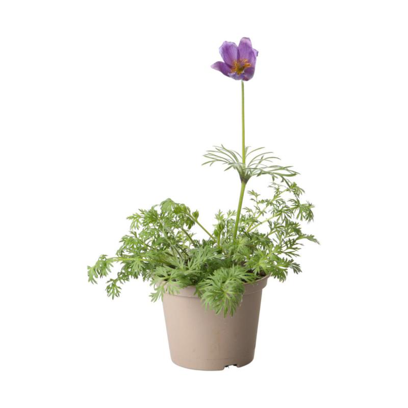 Pulsatilla T 13
