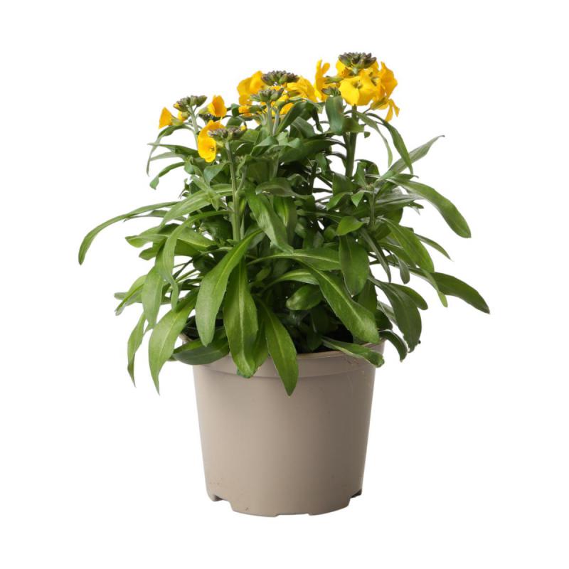 Erysimum T12