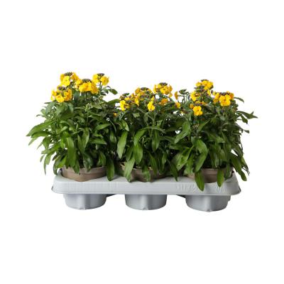 Erysimum T12