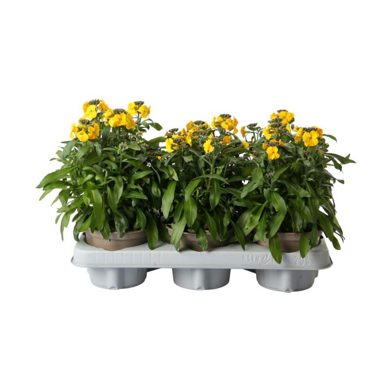 Erysimum T12
