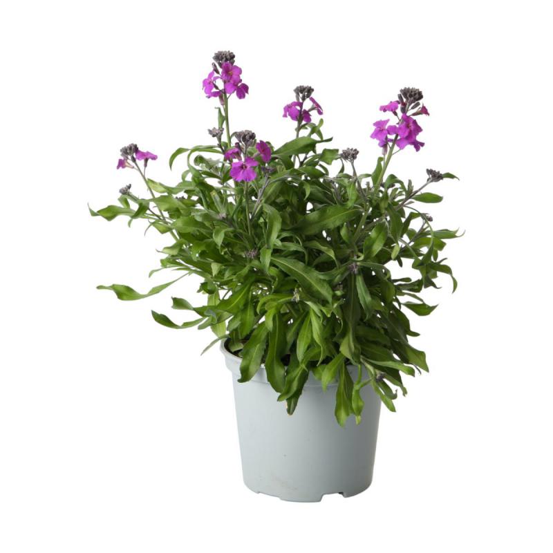 Erysimum T12