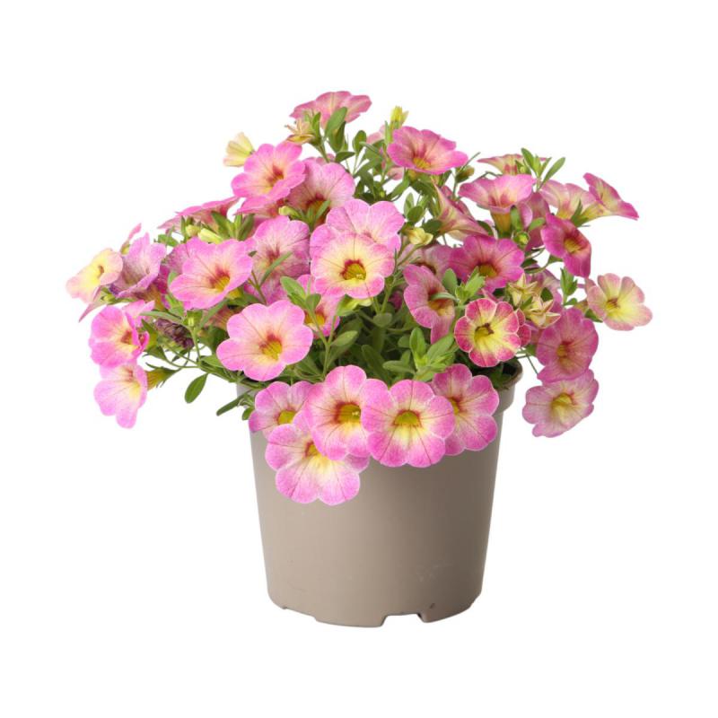 Petunia Calibrachoa T 12