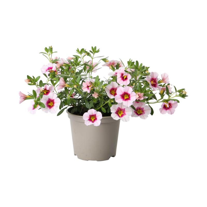 Petunia Calibrachoa T 12