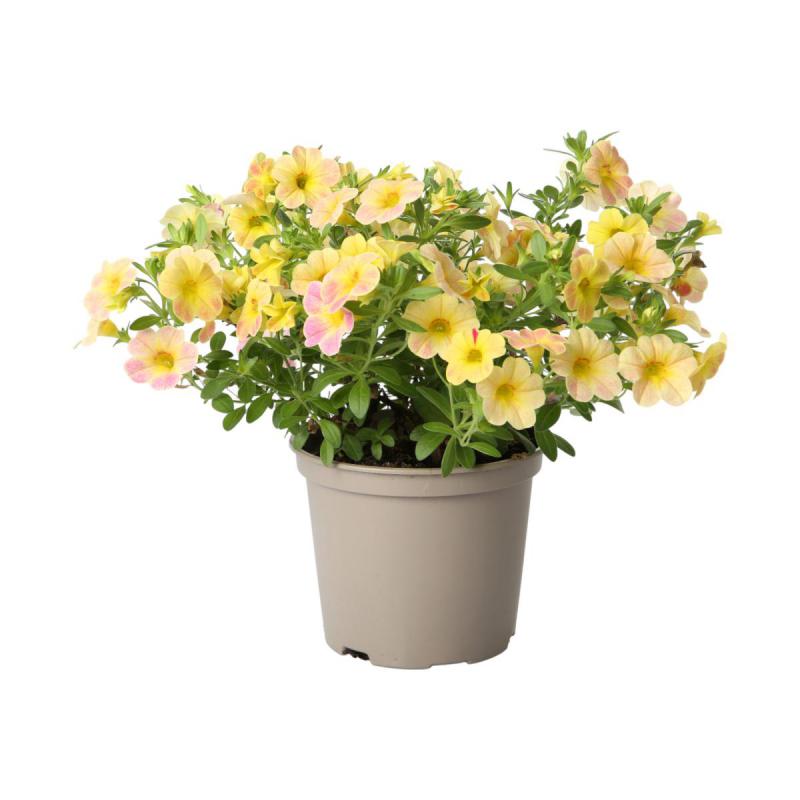 Petunia Calibrachoa T 12