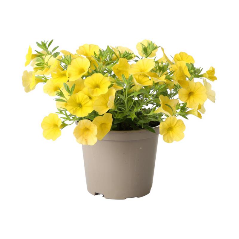 Petunia Calibrachoa T 12