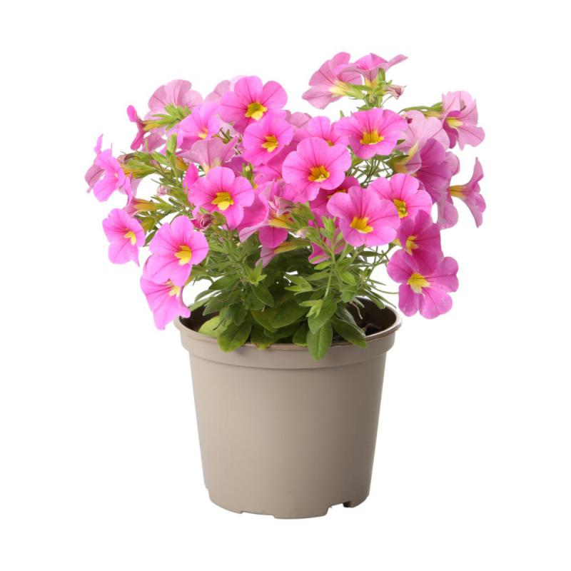 Petunia Calibrachoa T 12