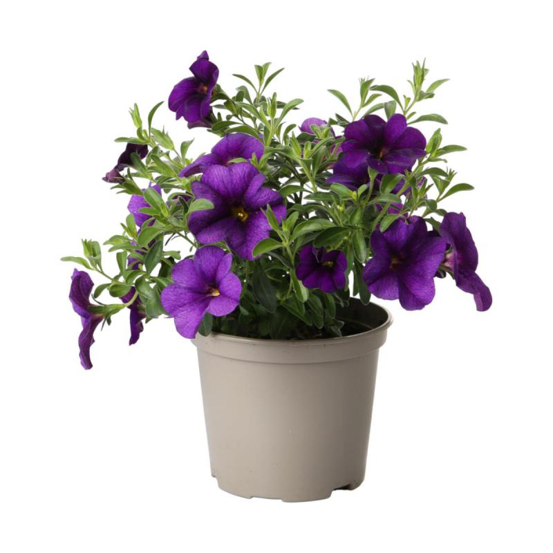Petunia Calibrachoa T 12