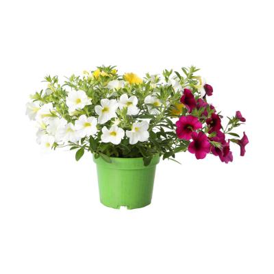 Petunia Calibrachoa dreifarbig T 13