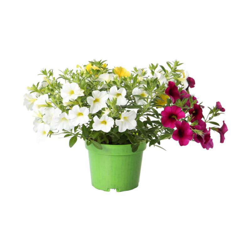 Petunia Calibrachoa dreifarbig T 13