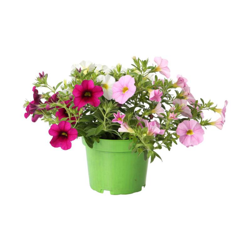 Petunia Calibrachoa dreifarbig T 13