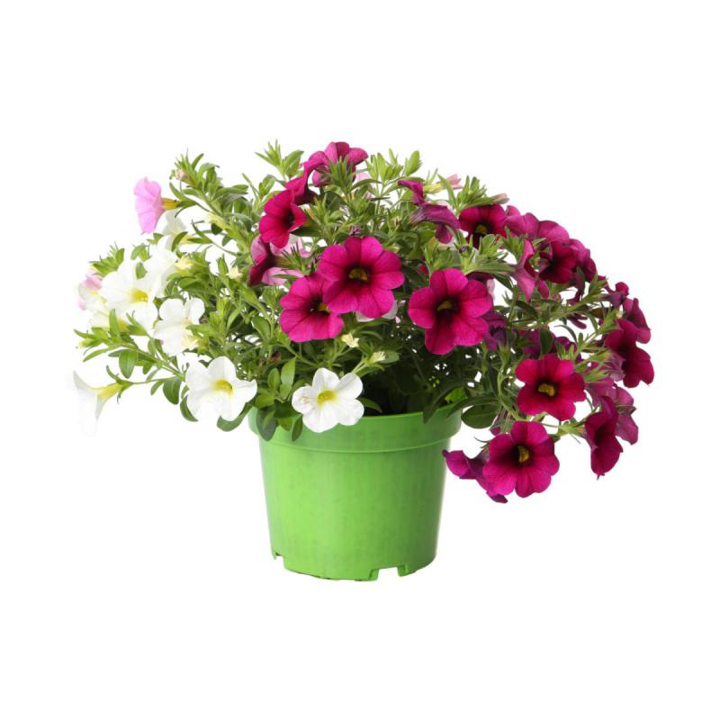 Petunia Calibrachoa dreifarbig T 13