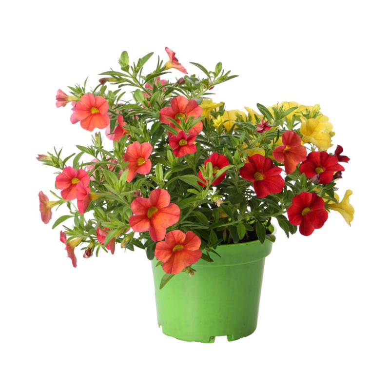 Petunia Calibrachoa dreifarbig T 13