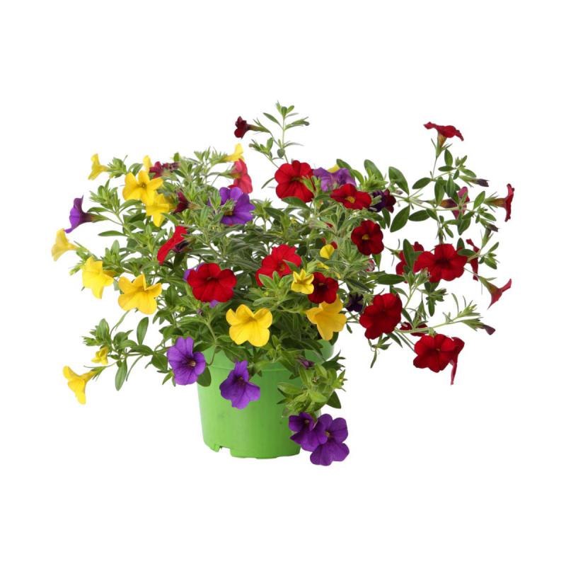 Petunia Calibrachoa dreifarbig T 13