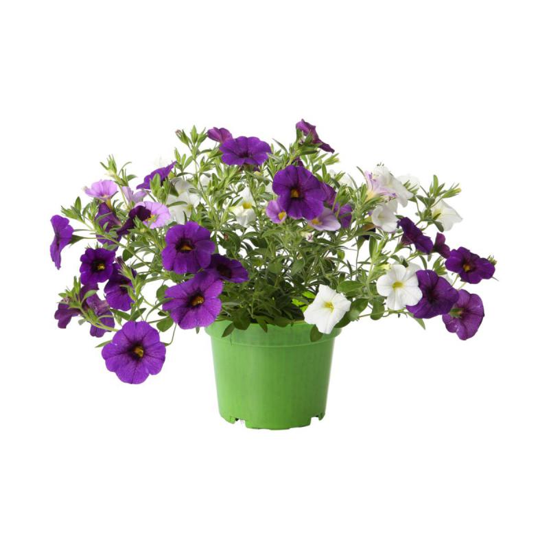 Petunia Calibrachoa dreifarbig T 13