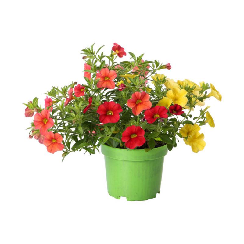Petunia Calibrachoa dreifarbig T 13