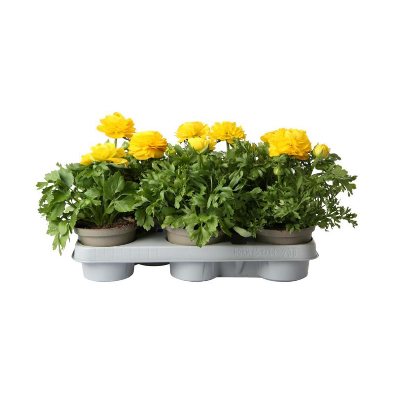 Ranunculus T 12