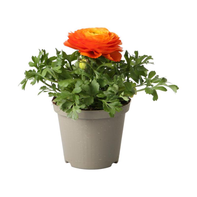 Ranunculus T 12