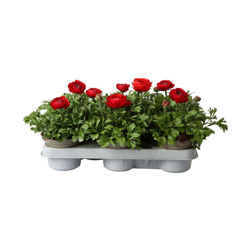 Ranunculus T 12