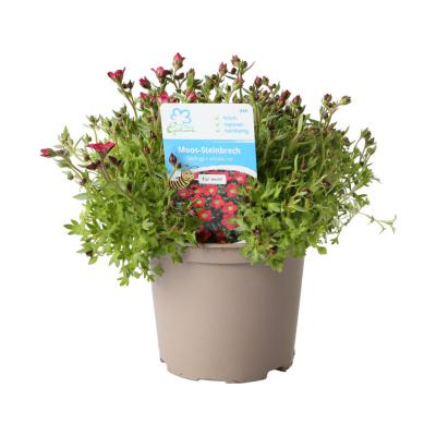 Saxifraga arendsii T 12