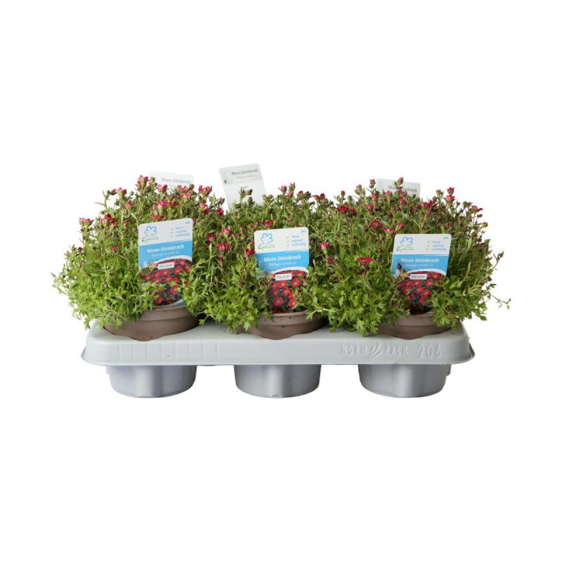 Saxifraga arendsii T 12