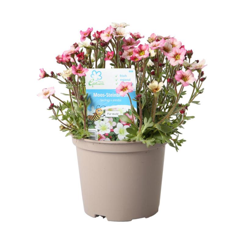 Saxifraga arendsii T 12