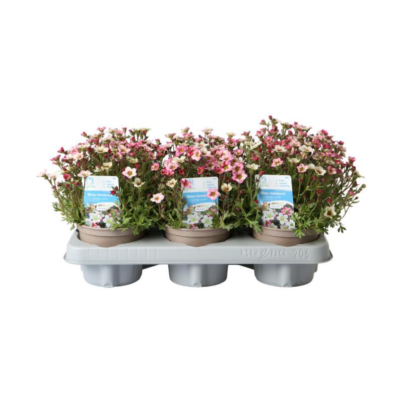 Saxifraga arendsii T 12