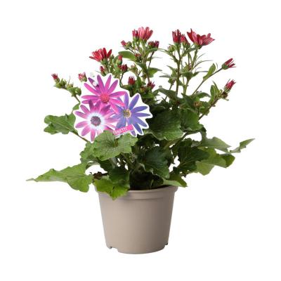 Pericallis Senetti T 13