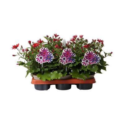 Pericallis Senetti T 13