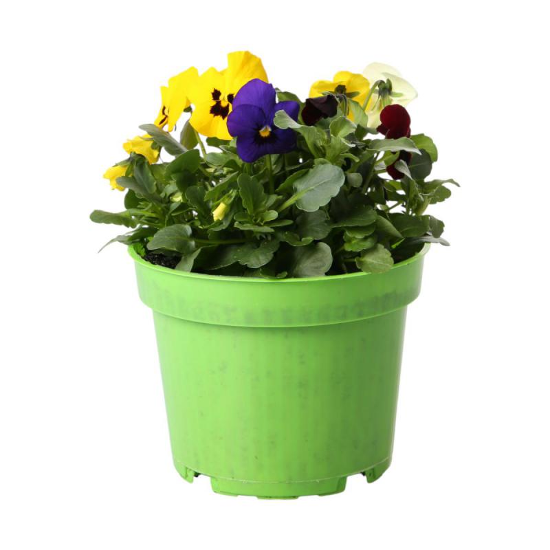 Viola cornuta T12 Trio